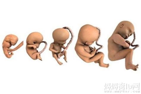 怀孕7周胎儿的发育状况
