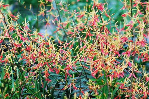 如何种植兰花?