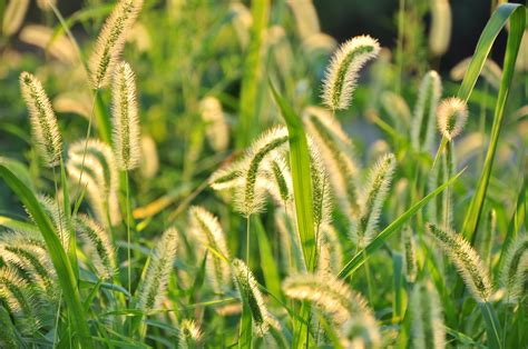 大树狗尾草水葫芦和金鱼藻这些植物的共同特点是什么?