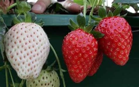 白草莓是什么样子的