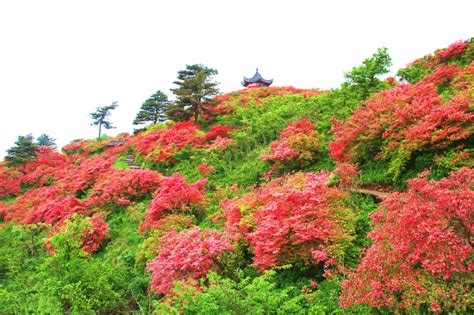 樱花和杜鹃花的区别