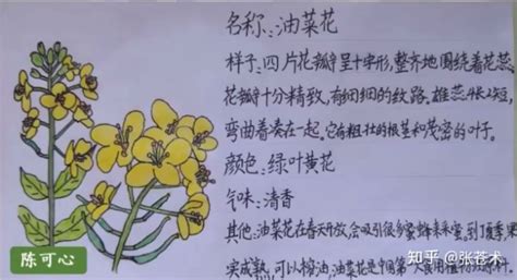 我的植物朋友荷花-描写植物的作文300字[通用7篇]