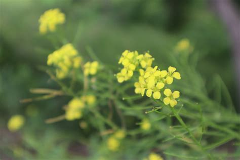 十字花科的“小花糖芥＂和“小花糖荠”是一种还是两种