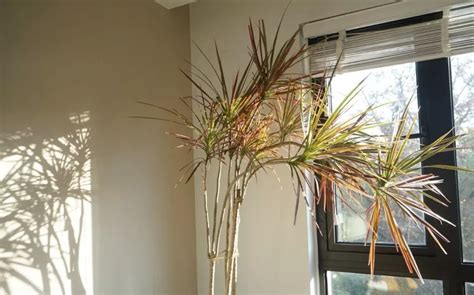 室内摆放带尖的植物对风水不利吗?包括办公室和家里,类似千年木、龙血树一类的,吊兰不也是叶子长尖吗?