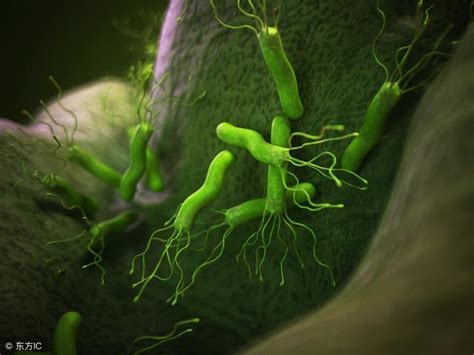 幽门螺旋杆菌会影响消化吸收吗
