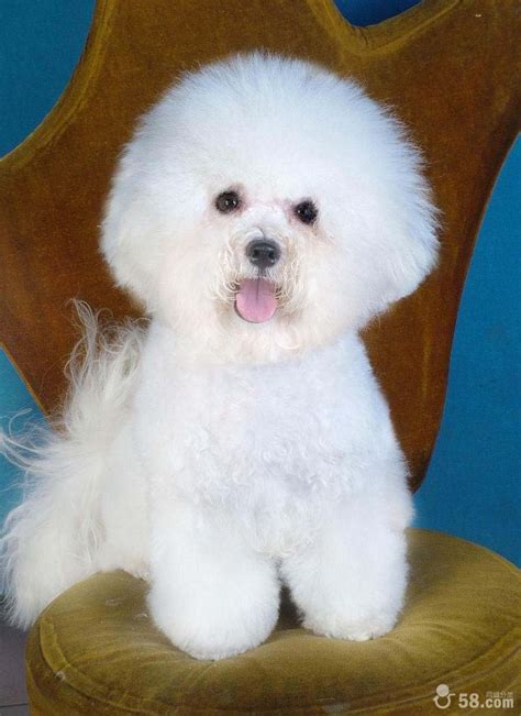 什么是卷毛比雄犬,宠物卷毛比雄犬的习性特征与喂养等介绍