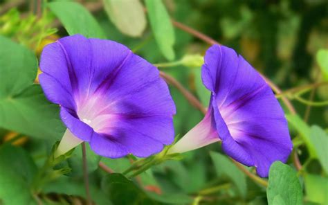 牵牛花是什么样子?