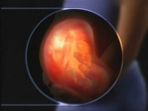怀孕初期胎儿的成长过程是什么样