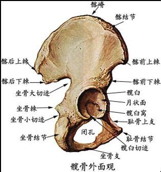 不属于髋骨体表标志是什么