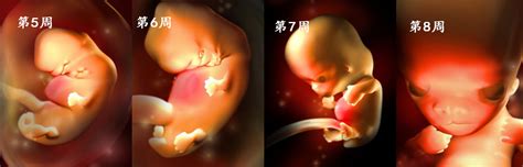 孕5周胎儿发育全过程