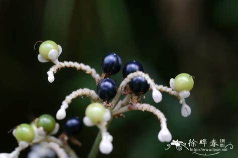 杜若花的花语和传说有哪些?