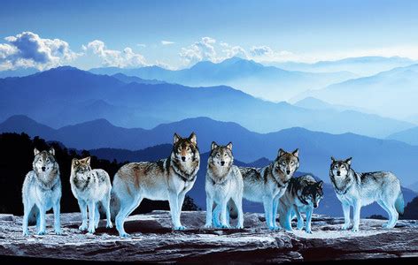 最后的狼群【经典6则】