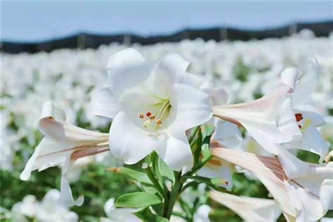 百合花如何盆栽种植,求详细方法~!