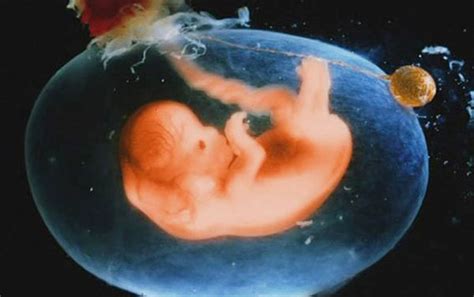 胎儿在腹中的胎动变化