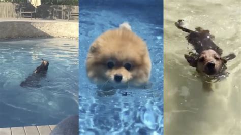 狗刨怎么游啊?