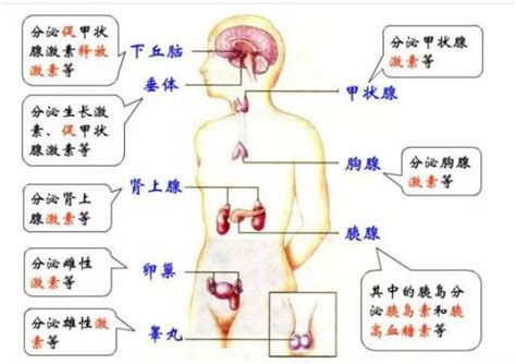 人体生理功能器官