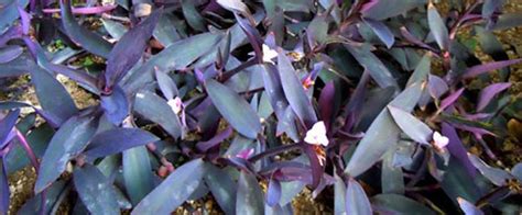 紫色鸭拓草有什么功效？