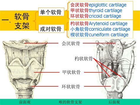 喉软骨发育不良1岁多了