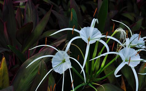 介绍这种花??