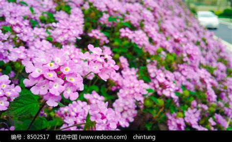 这花的名字是什么