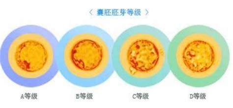 移植鲜胚后着床成功的症状