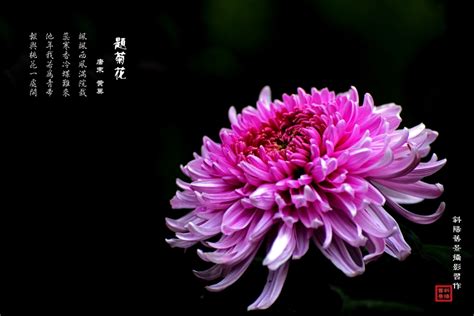关于采菊的诗歌名句