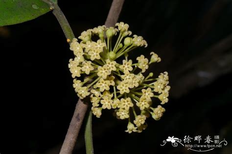 印度化糖草说的是匙羹藤么?有什么功效?