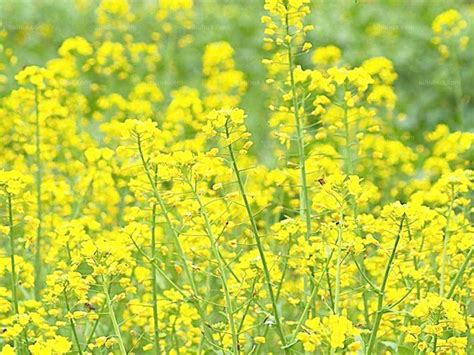观赏油菜花_春天的油菜花作文400字(合集4则)