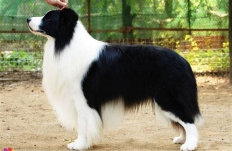 什么是伊利里亚牧羊犬,宠物伊利里亚牧羊犬的习性特征与喂养等介绍