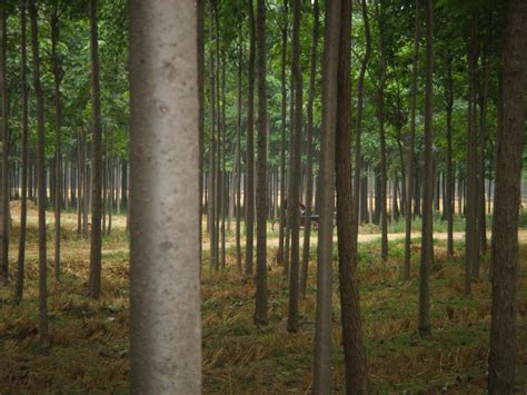 河南省周口市的楸树林在哪个县