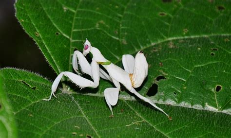 兰花螳螂是益虫还是害虫