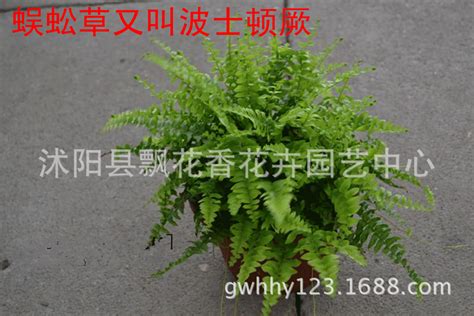 我的蜈蚣草从侧面生根,怎么让它垂直生长?