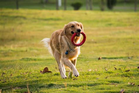 金毛寻回犬训练视频教程