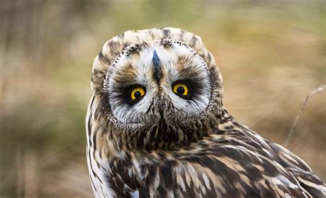 owl是什么意思