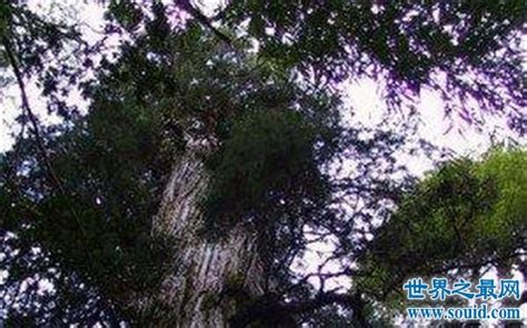 世界上最长命的树叫做什么?活了多少年?