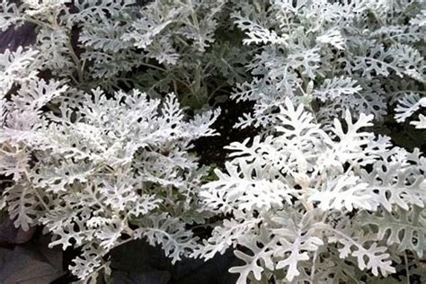 有一种植物白色叶子雪叶莲