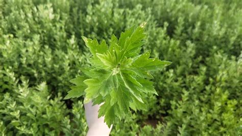 朋友圈摘艾叶草的句子