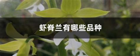 蟹爪兰用什么土养好?