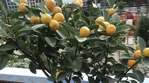 四季橘的花语是什么