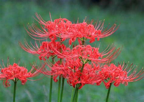 彼岸花花语说说（摘抄68句）