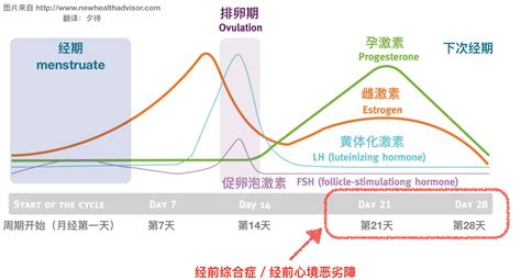 生理期乳房胀是什么原因