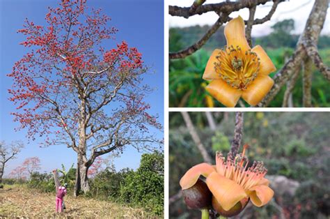 菊花、梅花、黄月季、木棉各象征什么?