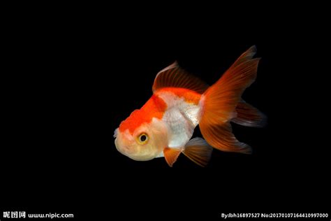 金鱼是由什么鱼类进化而来的