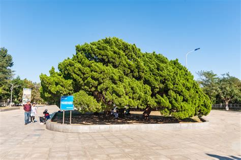 松科植物的鳞脐顶生和背生区别是什么?可有图片