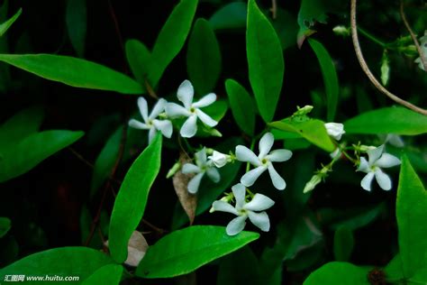 茉莉花花语