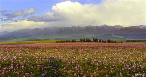 新疆喀拉峻草原，伊犁最美的高山草原，五花草甸美如画