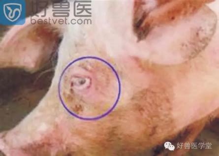 黄曲霉毒素是什么颜色