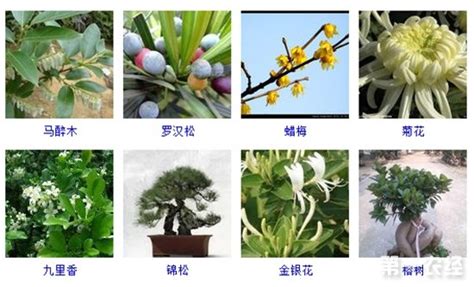 植物叫什么名字