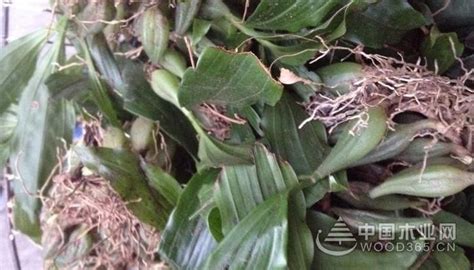 石橄欖每天當茶喝有副作用嗎
