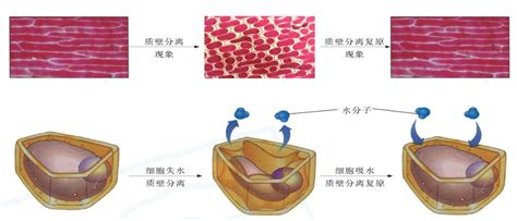 某小组确定研究课题:探究植物细胞外界溶液浓度与质壁分离的关系.该小组选用水生植物黑藻作为实验材料,